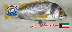 سمك فسكر كويتي
