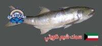 سمك شيم كويتي