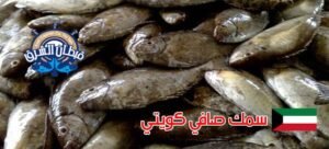 سمك صافي كويتي