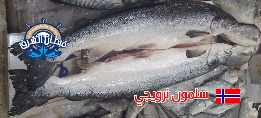 سمك سلمون نرويجي