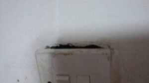 الحشرات تفضل أن تختبئ بالشقوق