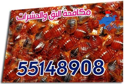 شركة مكافحة الحشرات والبق 1 شركة مكافحة الحشرات والبق