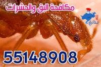 البق والحشرات