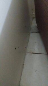 صورة لغرفة منزل يعج بالصراصير الألمانية الصغيرة