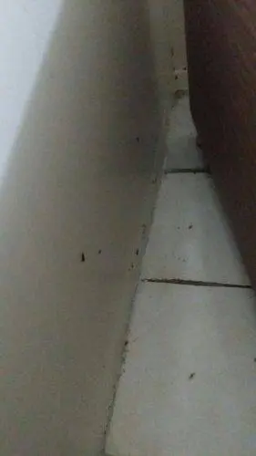 مكافحة صراصير المجاري والبالوعات 3 صراصير صغيرة منتشرة داخل المنزل