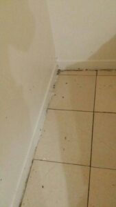 أعمالنا بمجال مكافحة الحشرات 2 صورة لمكافحة الصراصير داخل غرف المنازل