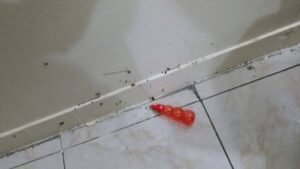 صورة لمجموعة من الحشرات المختلفة داخل مدرسة