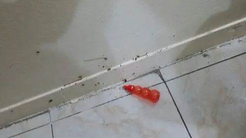 أنواع مختلفة من الحشرات داخل مبنى