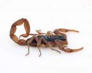 العقرب العقرب