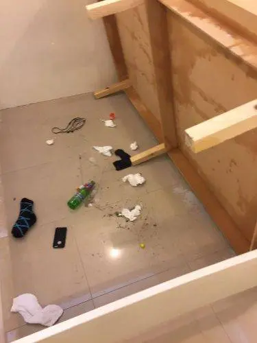 حشرات تحت الطاولة