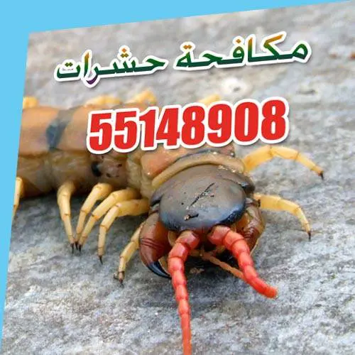 مكافحة حشرات الصباحية ورش المنازل 55148908 1 مكافحة حشرات الصباحية ورش المنازل