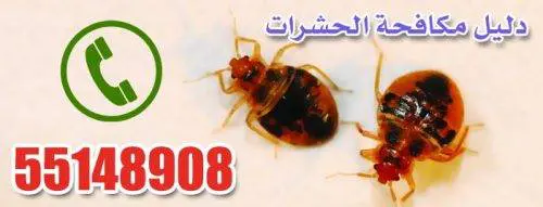 فني مكافحة حشرات يرش مبيدات آمنة في الكويت شركة مكافحة حشرات بالكويت تقضي على الصراصير والبق