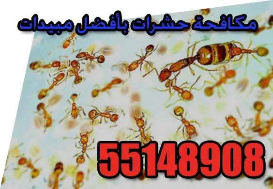 قراءة ملصق مبيد الحشرات قبل الاستخدام في المنزل