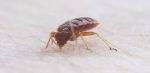 Bed bug