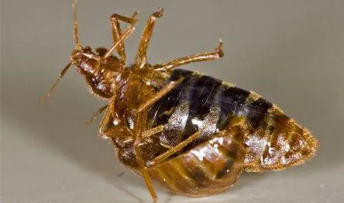 ظهور الحشرات