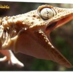 مكافحة البريعصي & هاتف 94045647