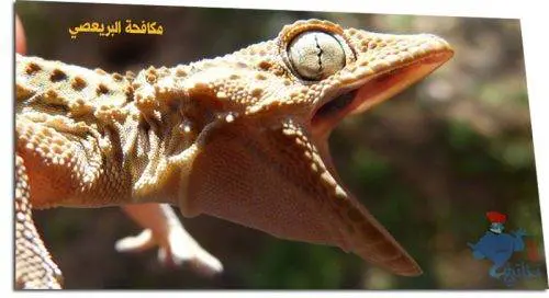 مكافحة البريعصي