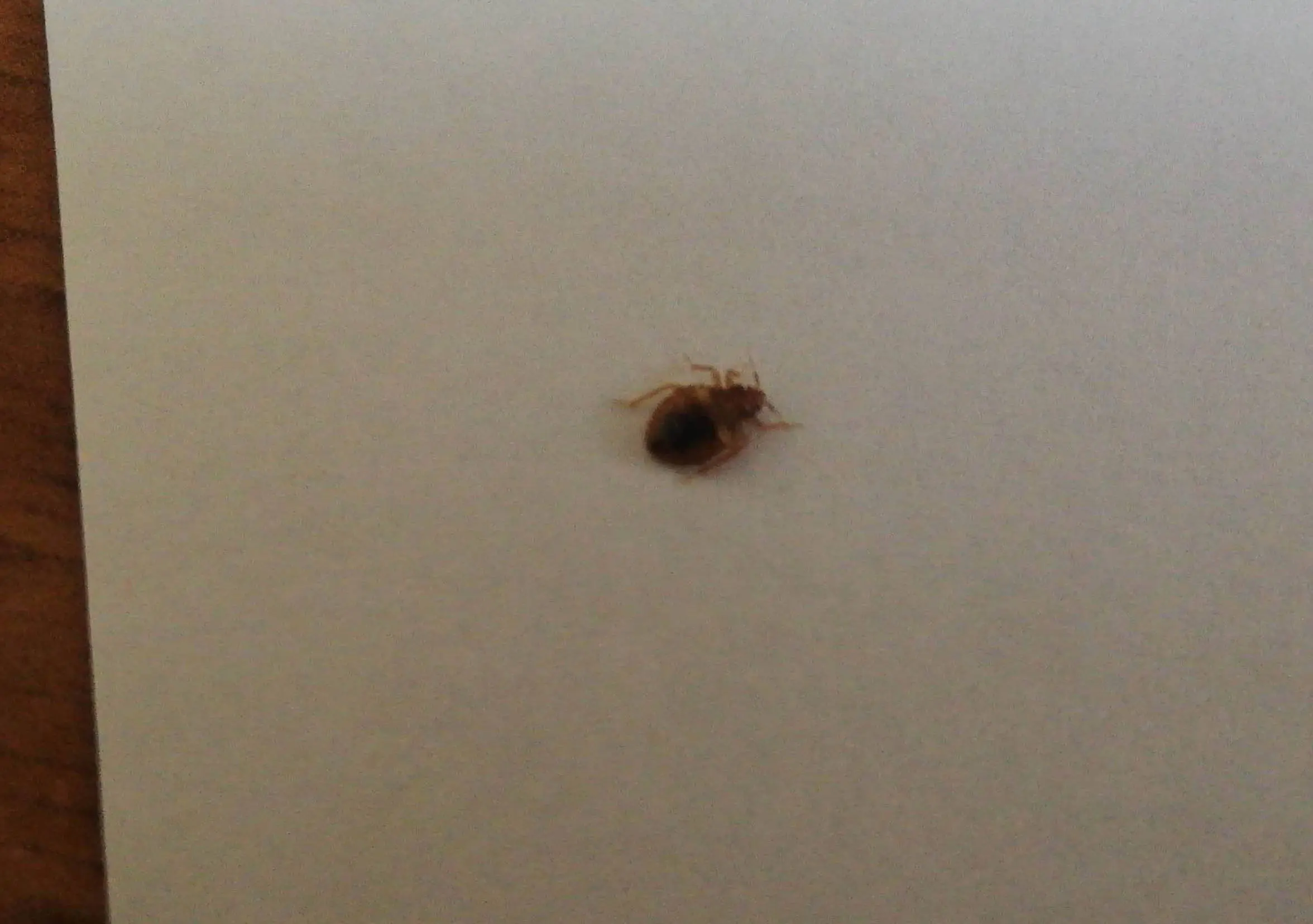 شكل بق الفراش