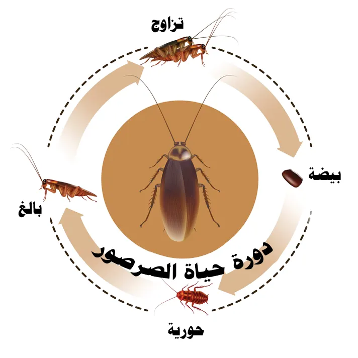 رسم توضيحي: الجل يقطع دورة التكاثر ويقضي على المستعمرة من جذورها دورة حياة الصرصور وكيف يقضي الجل الألماني على البيوض والمستعمرة